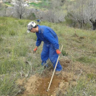 Operario plantando ejemplares de castaños en los montes de la pedanía de Orellán, en Borrenes.