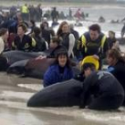 Decenas de voluntarios tratan de ayudar a las ballenas varadas en la bahía
