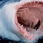 Un gran tiburón blanco se lanza a la superficie del agua mostrando sus afilados dientes.