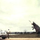 Un elefante y un hipopótamo protagonizan la nueva campaña de Nissan