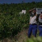 Los daños en los viñedos ha llevado a la cooperativa a aconsejar el inicio de la vendimia.