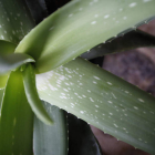 El aloe vera es una de las plantas que más se utiliza en la cosmética ecológica por sus propiedades regeneradoras.