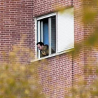 Javier Limón, el marido de Teresa Romero, asomado a la ventana de su habitación del Carlos III.