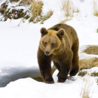 Un oso pardo en los Pirineos nevados.