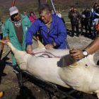 Uno de los actos principales es la matanza del cerdo al estilo tradicional. CAMPOS