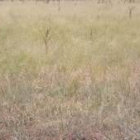 Imagen de la plantación de teff en la finca paramesa de San Pedro Bercianos