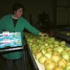 Una operaria del sector examina la calidad de una partida de manzanas ante de su distribución