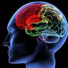 Visión interna de un cerebro humano.