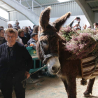 Exposición monográfica de la raza zamoranoleonesa en la Feria de San Vitero este sábado. J. L. LEAL