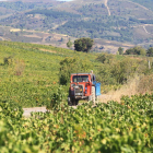 Los viñedos de Ponferrada, Bembibre o Priaranza (los orientales) son los más afectados.