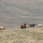Vacas en los montes de La Cabrera.