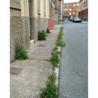 Hierbas en las aceras y un vecino limpiando las que crecen en la zona donde se asienta su vivienda. DL