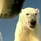 Una cámara en el cuello de una osa polar del Ártico muestra cómo se adapta esta especie de grandes carnívoros a la disminución de hielo en su zona.