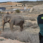 Uno de los elefantes heridos, en el lugar del accidente el lunes. MANU