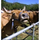 El ganado de Ternabi carece en estos momentos de pastos naturales