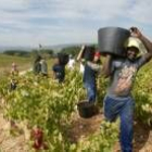 Trabajadores extranjeros, durante la temporada de vendimia en el Bierzo