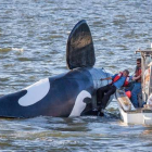 La falsa orca es remontada por un barco pesquero tras quedarse boca arriba, cerca del puerto de Astoria.