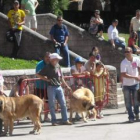 Tres concursantes en una de las eliminatorias de la muestra canina.