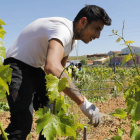 Un joven trabajando en la vendimia. MARCIANO PÉREZ