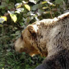 La naturaleza influye mucho en el desarrollo del oso pardo.