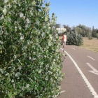 Estado en el que se encuentra parte del carril bici. DL