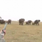 Cazadores disparan un elefante, lider de una manada y estos se revuelven