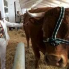 Silvia Clemente acaricia a un ejemplar de bovino en una feria en Salamanca