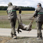 La suspensión de la caza supone un problema para la seguridad vial por el aumento de accidentes provocados por la fauna. MARCIANO PÉREZ