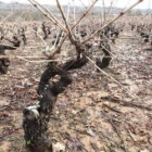 El invierno es la época de podar las vides.