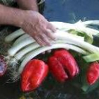 Los puerros de la comarca cuentan con unas propiedades únicas en cuanto a textura, color y sabor