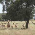 En las más de 200 hectáreas de terreno habitan en libertad distintas especies de animales.
