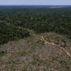 Un terreno deforestado en el estado brasileño de Amazonas.
