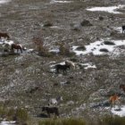 El ganado pasta sin control por los montes comunales de Riello desde hace cuatro años.