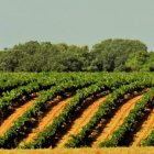 La viña El Pasadero, un paraje privilegiado de Banazolve, da nombre al proyecto e identidad y personalidad a los vinos. FLL/DL