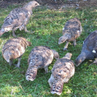 Pollos nacidos en cautividad en el centro asturiano de Sobrescobio. DL