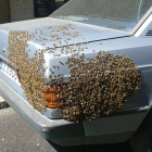 Las abejas ocupando la parte trasera del coche estacionado en la calle Padre Arintero.