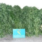 Imagen de las plantas de marihuana intervenidas en Fontoria y Fabero