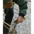 Un componente de la guardería examina la evolución de una tracha en aguas del río Órbigo
