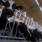La provincia de León cuenta con miles de cabezas de vacas de produccion lechera