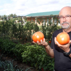 José María González comienza a recolectar los tomates y pimientos de su huerto