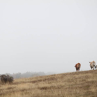 Vacas en un campo de pasto. DL