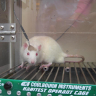 La vacuna del COVID-19 que muestra anticuerpos en primates y ratones