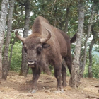 Un bisonte en la reserva de Anciles.