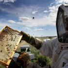 Muchas de las abejas que producen miel en León morirán de hambre por el cambio climático. B.R.