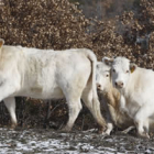Las vacas pastan ajenas al conflicto que han generado, en los montes públicos del Castillo de Omaña