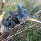 Una pareja de cormoranes jóvenes en el río Esla.