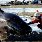 Ballenas varadas en Nueva Zelanda.