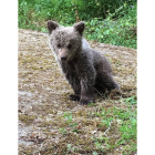 La Consejería de Medio Ambiente ha rescatado en buen estado a una cría de oso tras observarla varios días vagando sin su madre en un monte del municipio de Santo Adriano