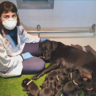 Una camada de perros que serán entrenados para ser guías. DL