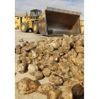 La Bañeza recibirá remolacha hasta el 8 de febrero.
